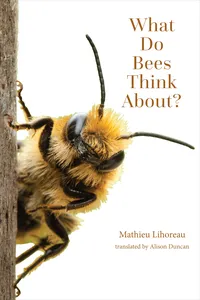 What Do Bees Think About?_cover