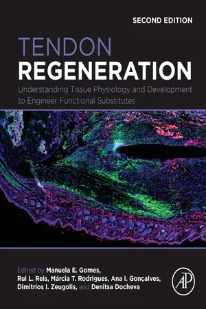 Tendon Regeneration