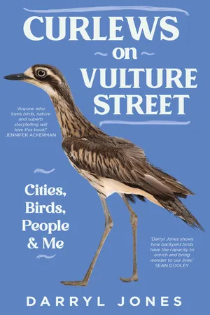 Curlews on Vulture Street