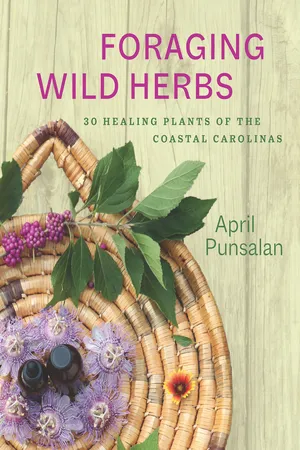 Foraging Wild Herbs
