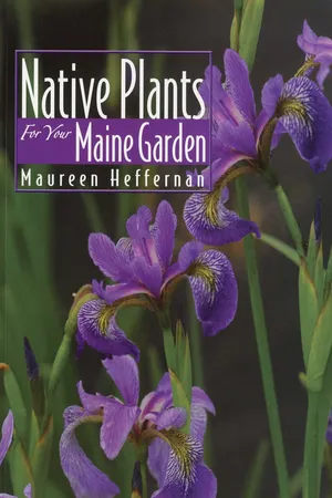 Native Plants for Your Maine Garden