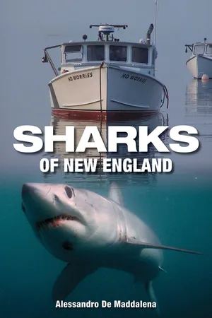 Sharks of New England