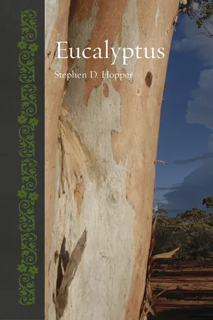 Eucalyptus
