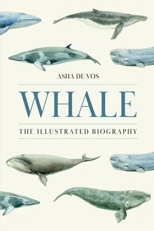 Whale