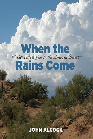 When the Rains Come
