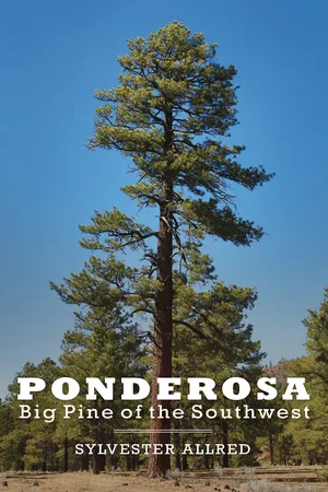 Ponderosa