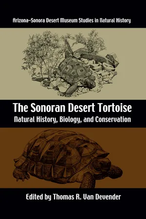 The Sonoran Desert Tortoise
