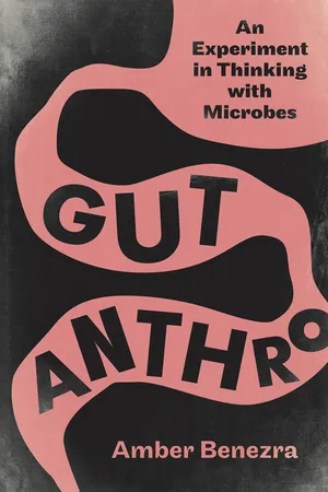 Gut Anthro