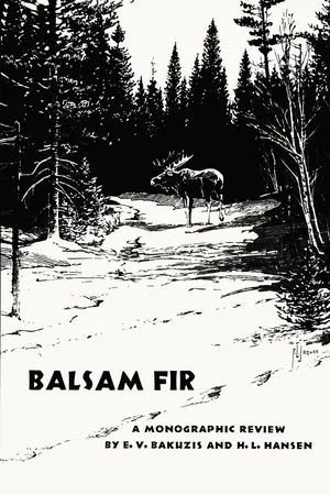 Balsam Fir
