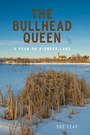 The Bullhead Queen