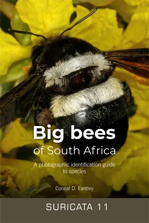 Big bees of South Africa – a photographic identification guide to species