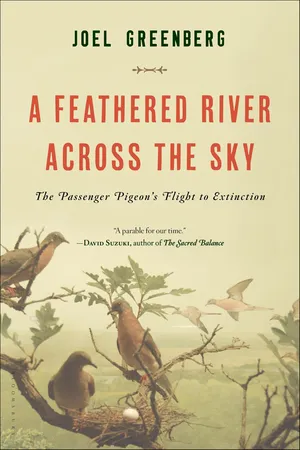A Feathered River Across the Sky