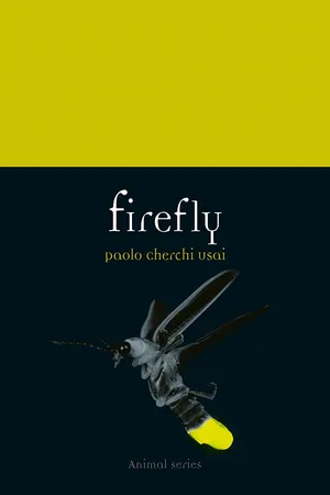 Firefly