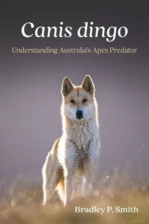 Canis dingo