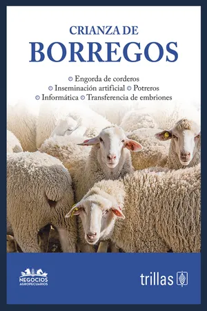Crianza de borregos