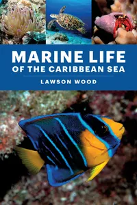 Marine Life of the Caribbean Sea