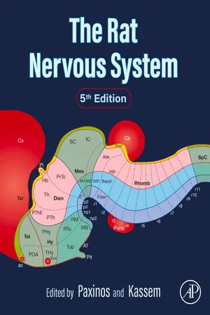 The Rat Nervous System