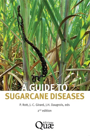 A guide to sugarcane diseases