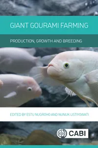 Giant Gourami Farming