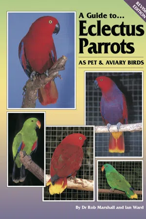 A Guide to Eclectus Parrots as Pet and Aviary Birds