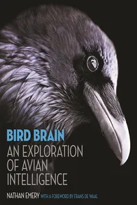 Bird Brain_cover