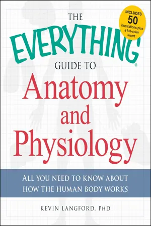 The Everything Guide to Anatomy and Physiology