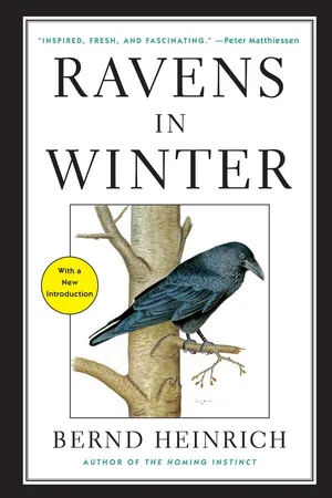 Ravens in Winter