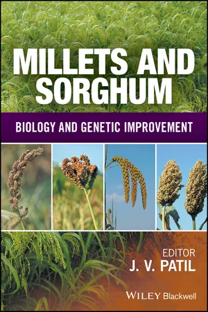 Millets and Sorghum