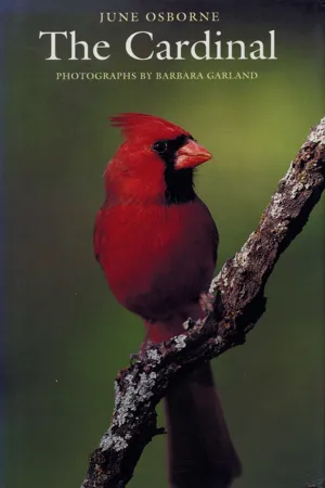 [PDF] The Cardinal by June Osborne eBook | Perlego