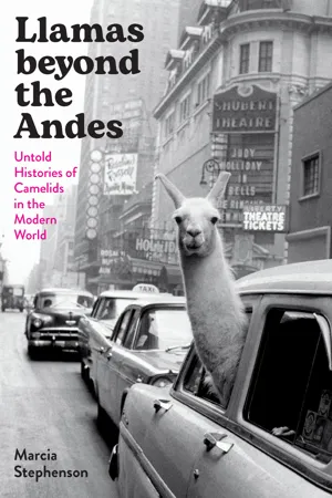Llamas beyond the Andes